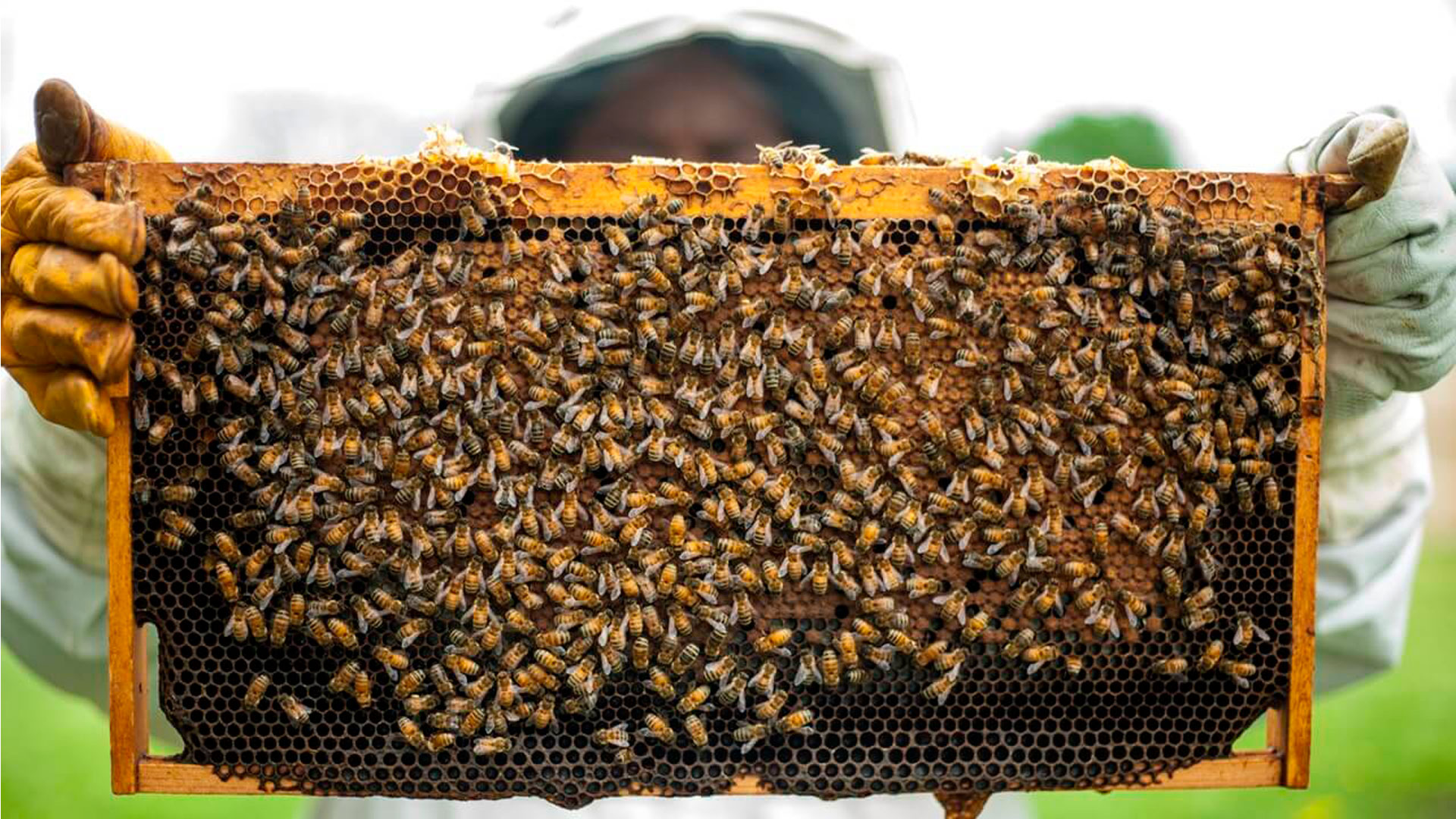 Panal de cera con abejas